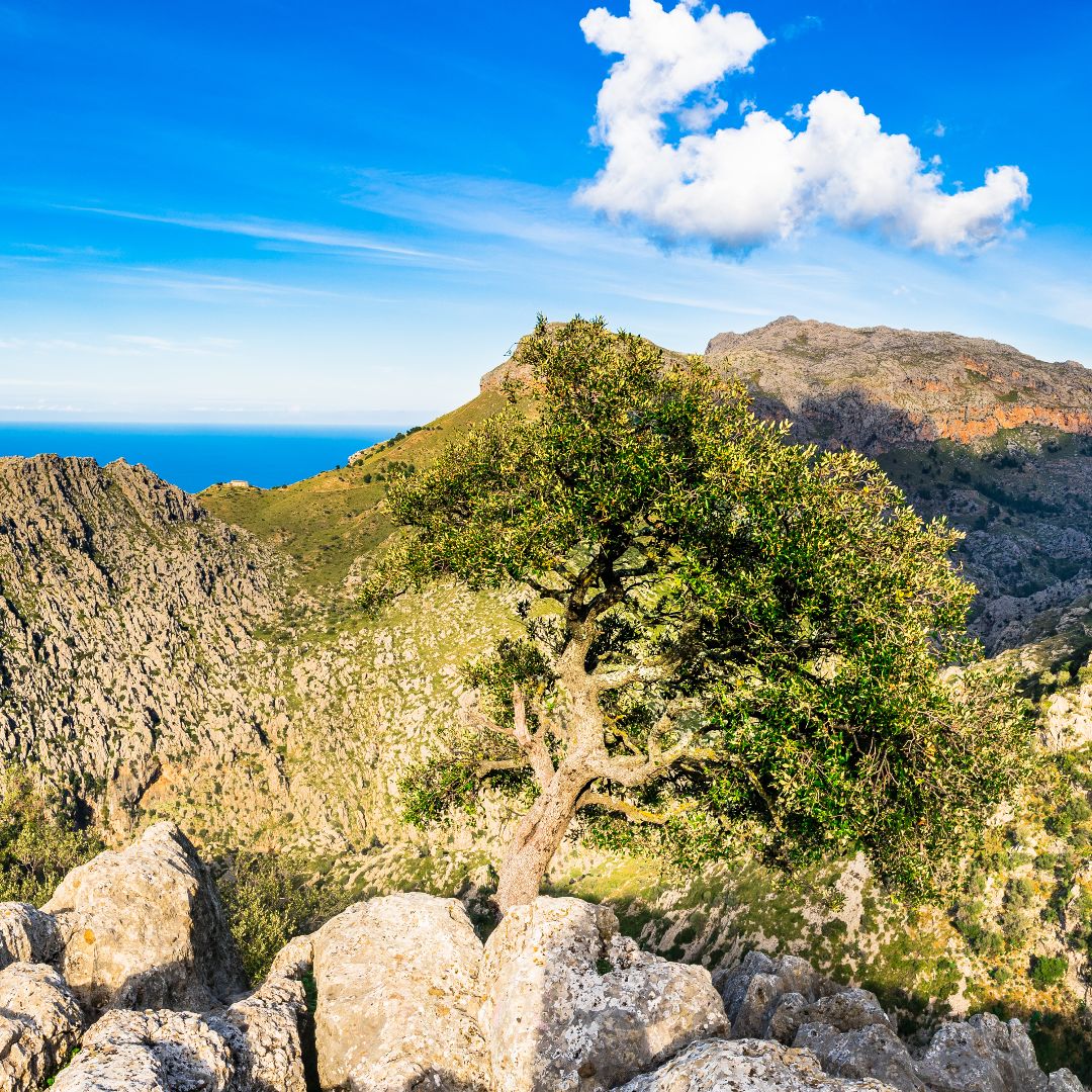 Serra de Tramuntana