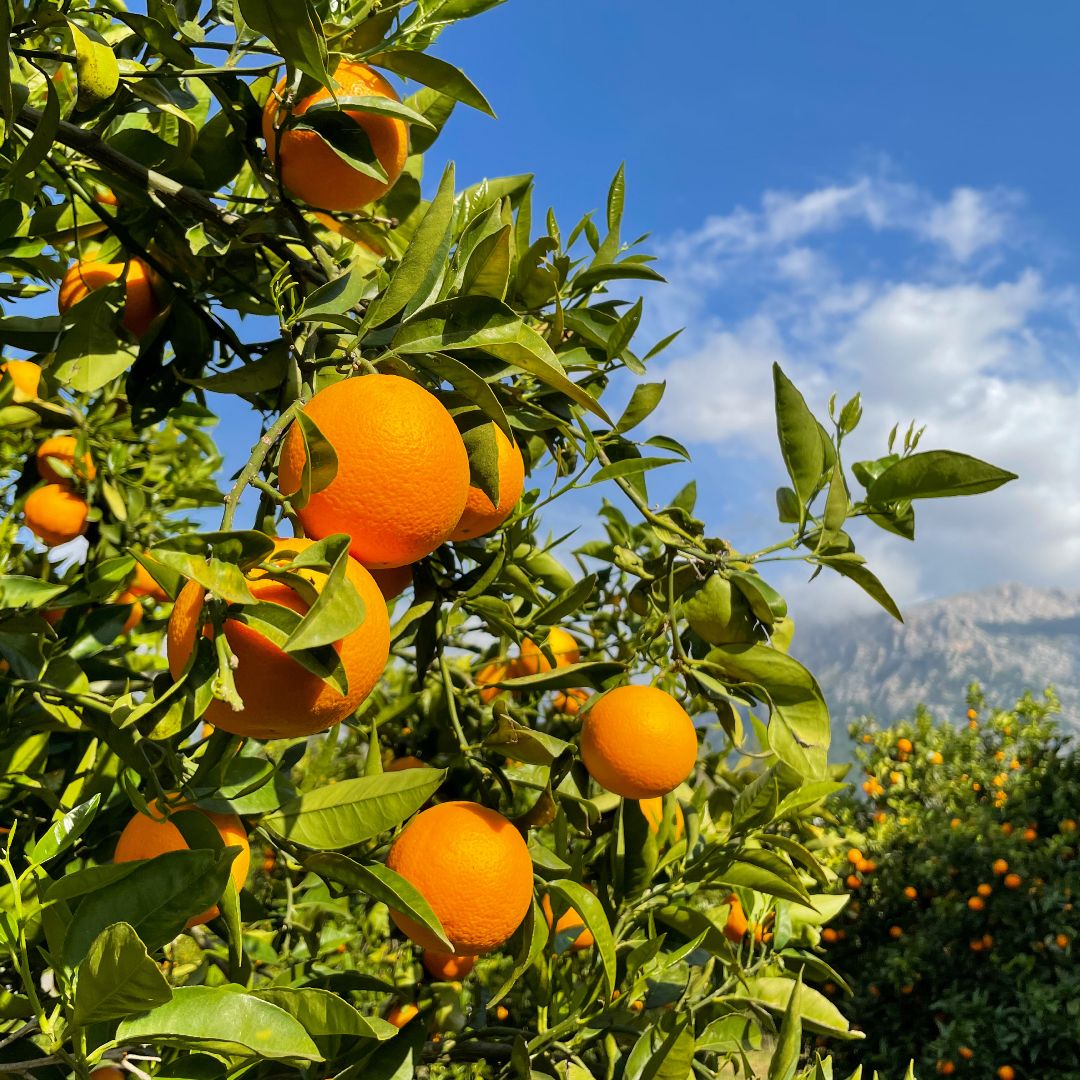 Arance di Soller