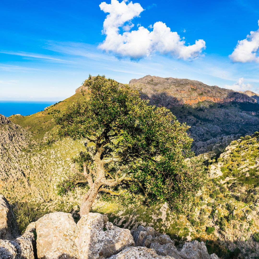 Sierra de Tramontana auf Mallorca
