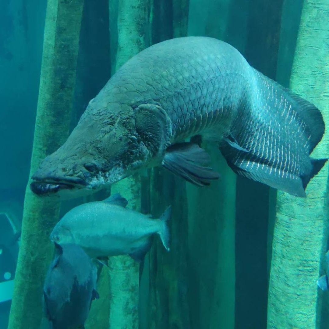 Arapaim gigas aus dem Zaragoza Aquarium, Spanien