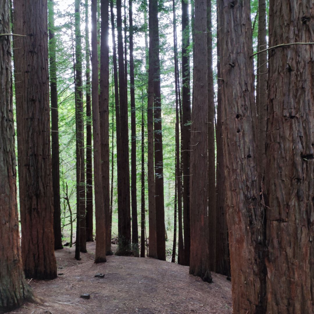 Forêt de séquoias de Cabezón de la Sal, Cantabrie
