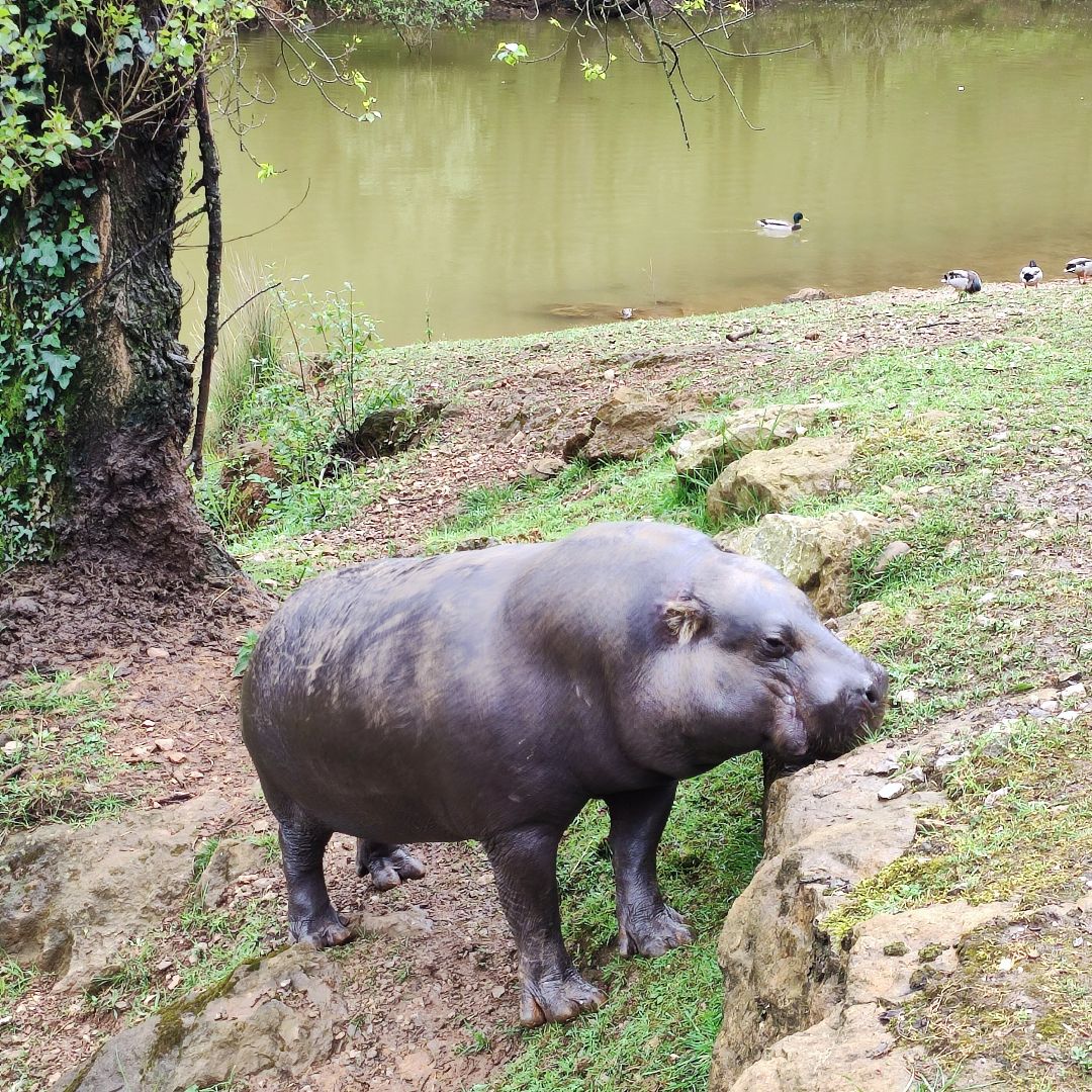 Ippopotamo pigmeo a Cabárceno, Cantabria