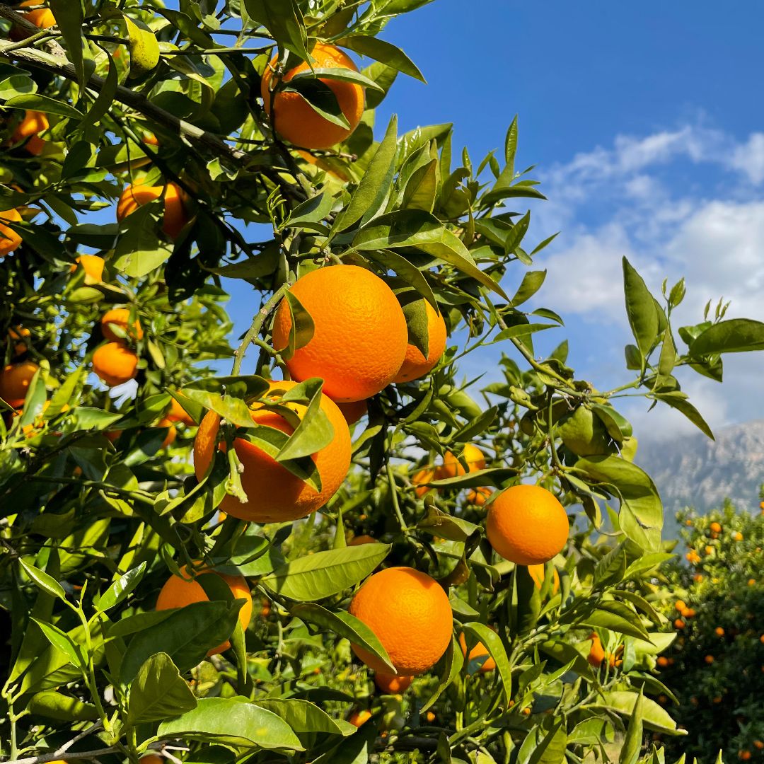 Laranjas de Soller, Maiorca, Espanha