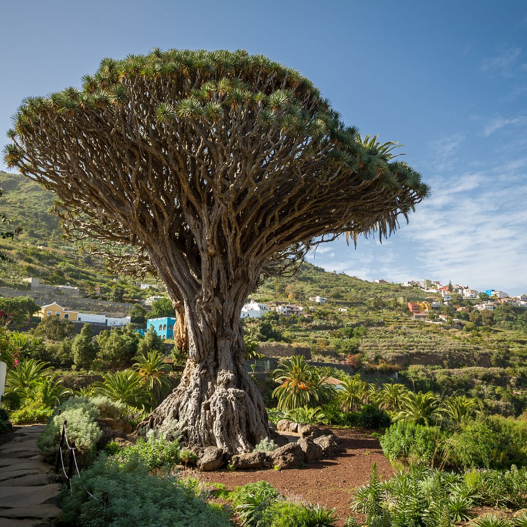 Drago Milenario, Tenerife, Isole Canarie, Spagna