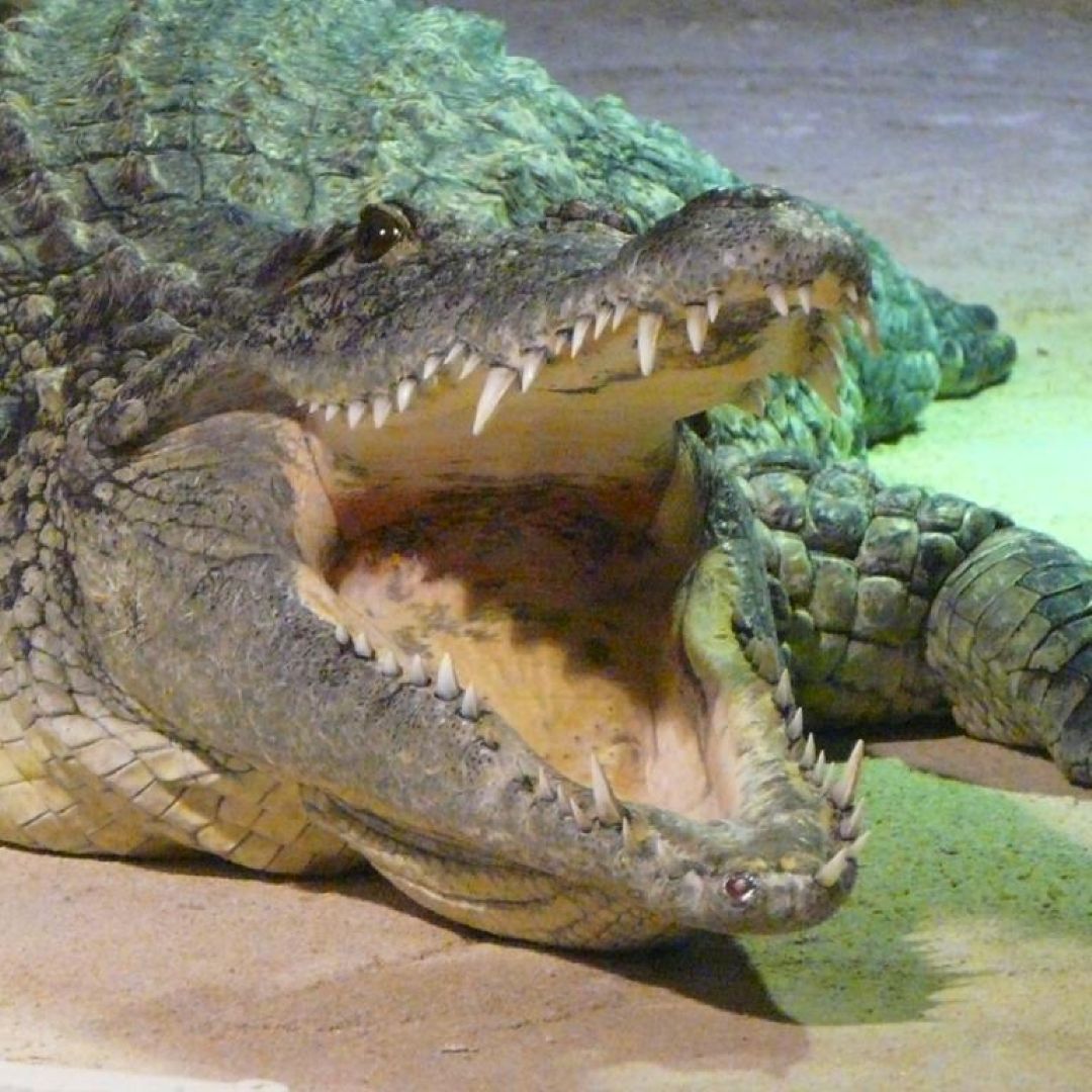 Flussaquarium von Zaragoza, Spanien