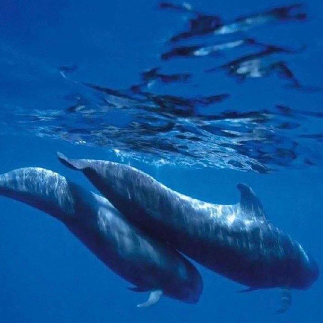 Escursione in catamarano a Tenerife, Isole Canarie